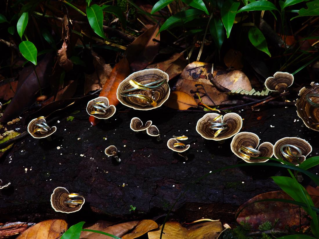 Colección Pusana — Edición Bosque