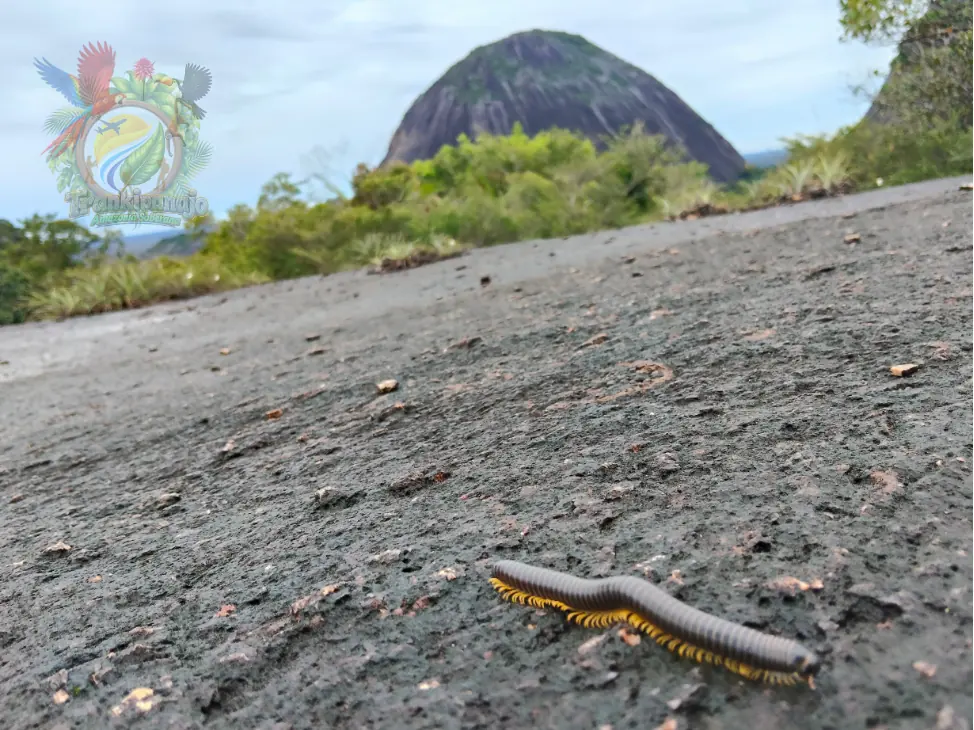 Selva del Guainía